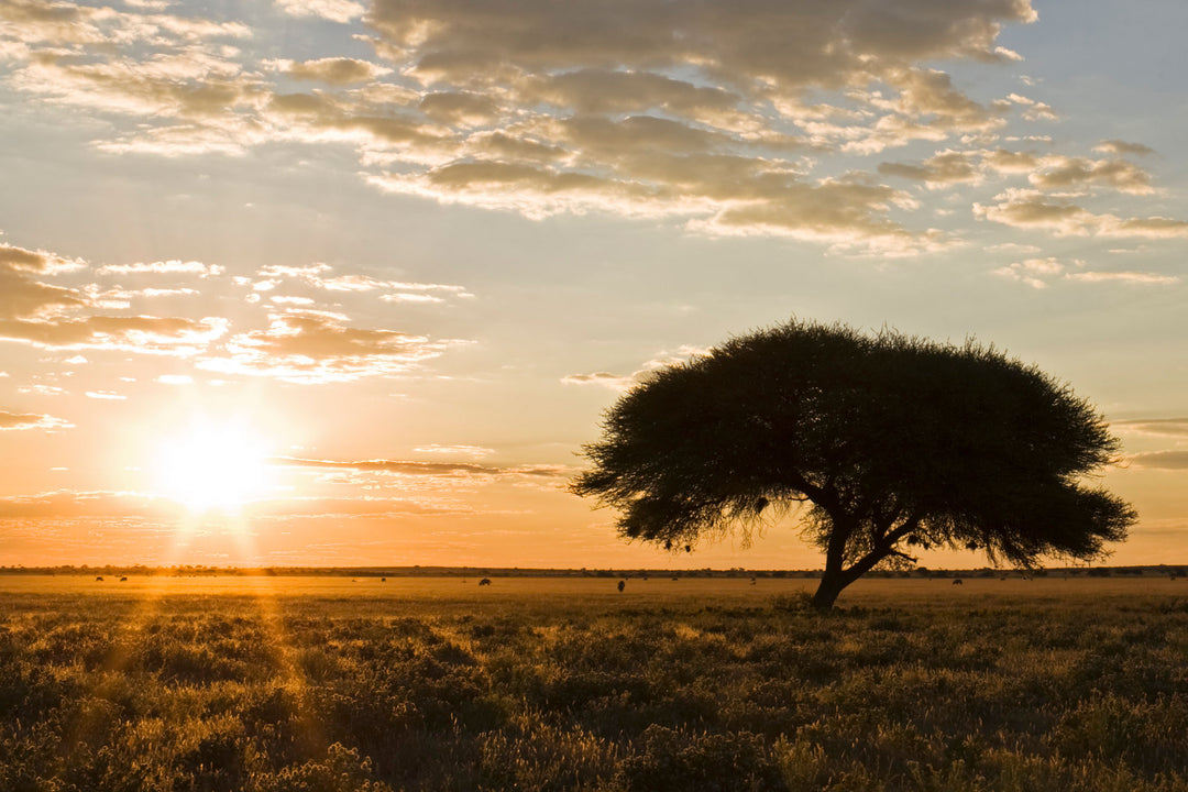 African savanna acacia tree at sunset representing Sierra Whiskey Co Undertac Infantry field testing
